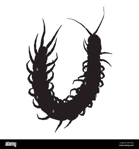 Centipede Silhouette Art Stock Vector Image And Art Alamy