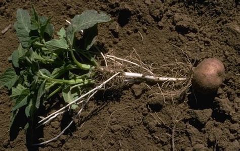 Cómo cultivar 45 kg de patatas papas en barriles y sacos