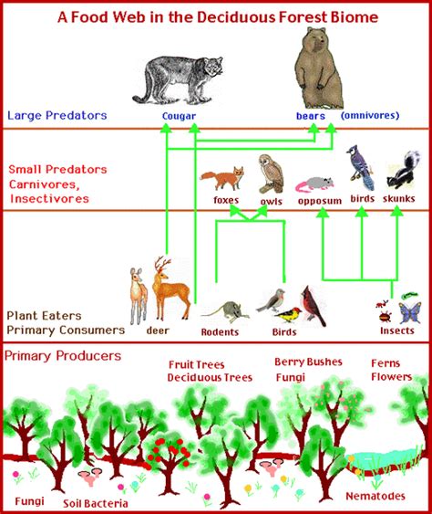 Food Chain - temperate deciduous forest