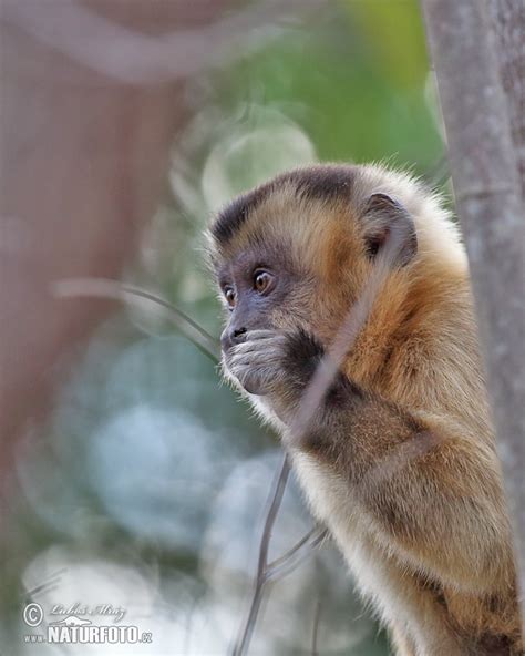 Brown Capuchin Monkey Photos Brown Capuchin Monkey Images Nature