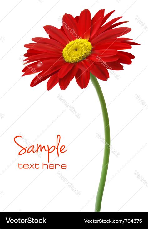 Beautiful red flower Royalty Free Vector Image