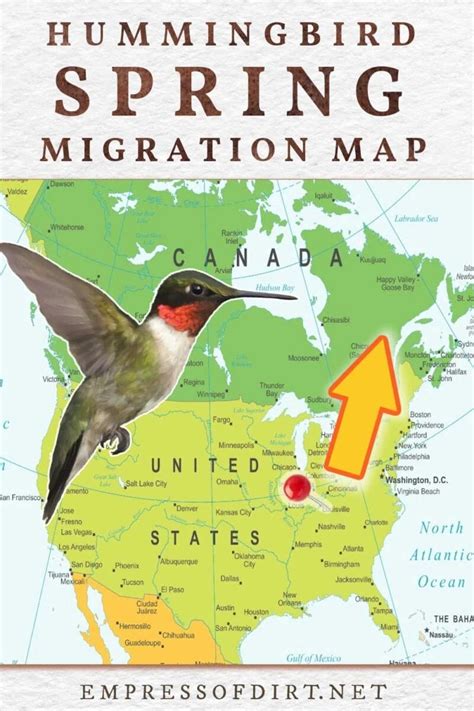 Hummingbird Migration Maryland Agata Ariella