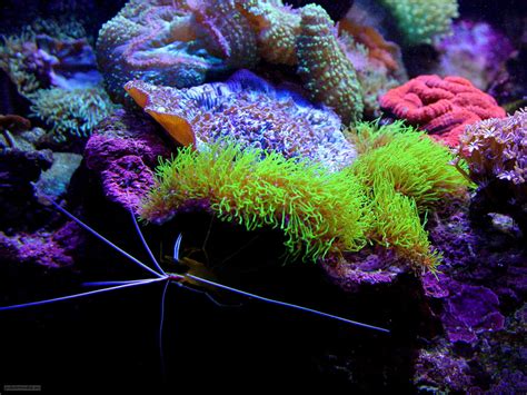 coral wallpapers hd   backgrounds