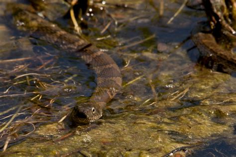 Snakes in New Hampshire - Types, Pictures, Identification Guide