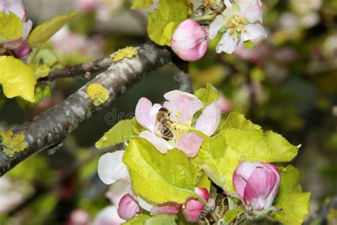 A Abelha Do Mel Recolhe O N Ctar Da Flor Da Rvore De Apple Abelha Na