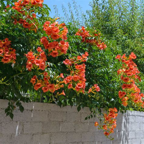 Plants Of Chinese Trumpet Vine Campsis Grandiflora T O G