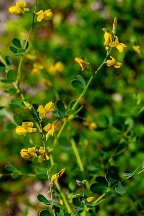 Baptisia tinctoria – Native Gardens of Blue Hill