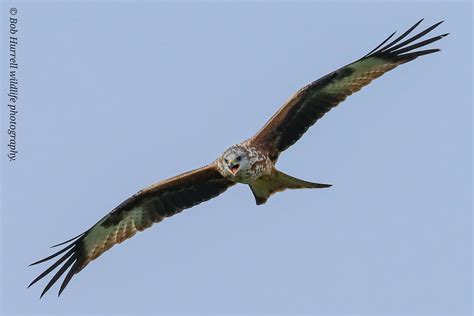 Red Kite Dumfries And Galloway Scotland Bob Hurrell Wildlife