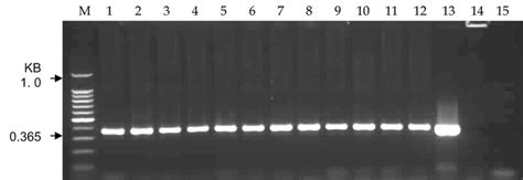 Pcr Analysis Of Genomic Dna Of Potato Cv Atlas M 100 Bp Size Download Scientific Diagram