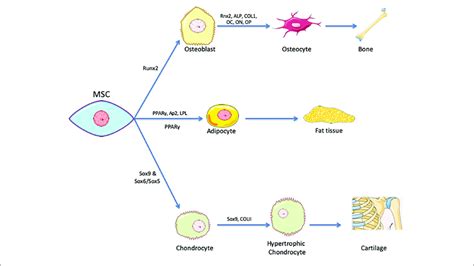 Tri Lineage Encompasses Differentiation Of Mscs Mesenchymal Stem