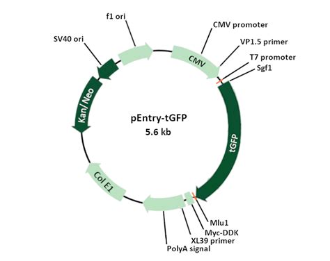 pEntry-tGFP Mammalian Expression Vector – PS100122 | OriGene