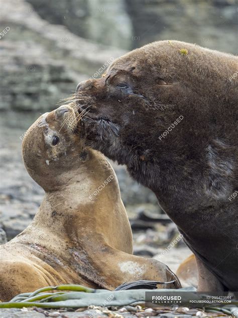 Sea Lions Mating