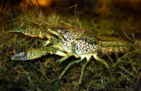 Crayfish Ecosystem ─ Invasive Crayfish Collaboration