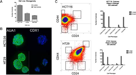 Cancer Stem Cells From Colorectal Cancer Derived Cell Lines PNAS