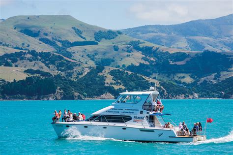 Akaroa-dolphins-nature-cruises-15 | Must Do New Zealand