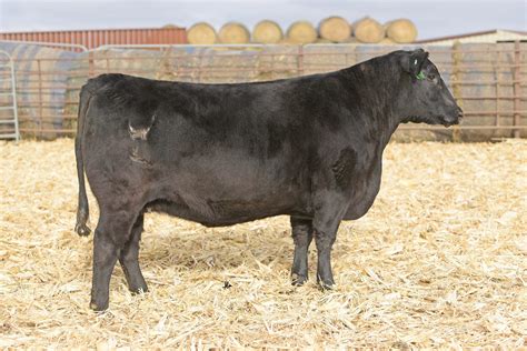 Angus Embryos For Sale Sb10 2589 Sire Buyer