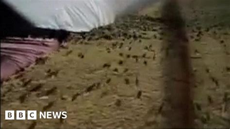 Thousands Of Mice Plague Australian Town