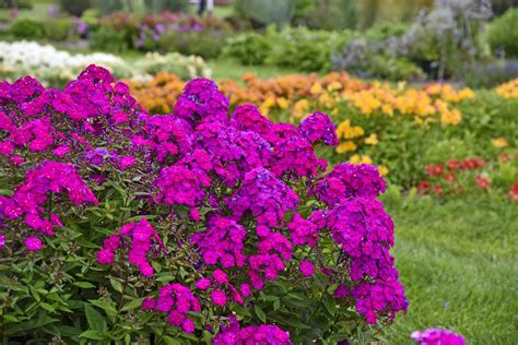 Grow Garden Phlox for Jumbles of Fragrant Blooms - Birds and Blooms