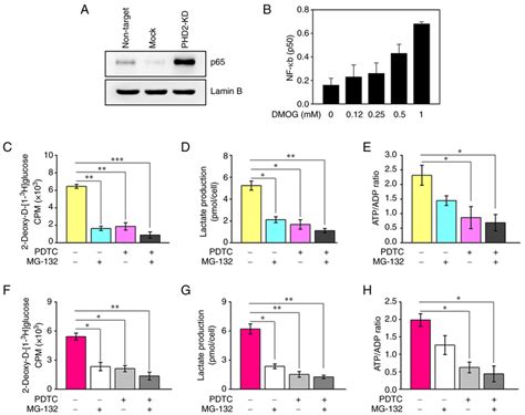 PHD2 inhibits glycolytic activity through IKKβ NF κB A Nuclear p65