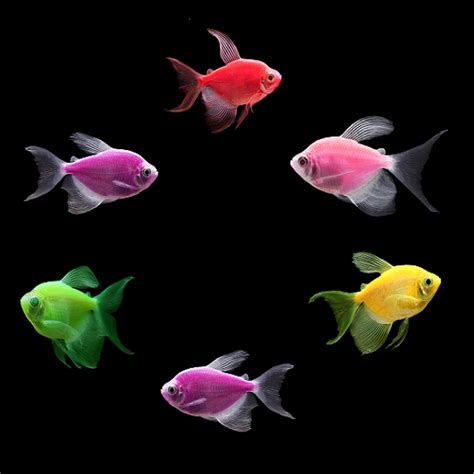 GloFish® Assorted Long-Fin Tetra Collection – GloFish, LLC