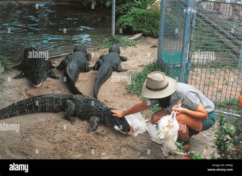 Darwin crocodile farm hi-res stock photography and images - Alamy