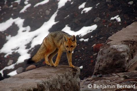 A Le Renard De Magellan Lycalopex Culpaeus Le Blog De Bigben