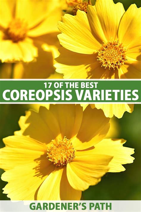 17 of the Best Coreopsis Varieties | Gardener’s Path