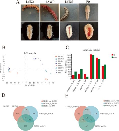 Phenotypes And Transcriptomic Overview Of Helicoverpa Armigera At