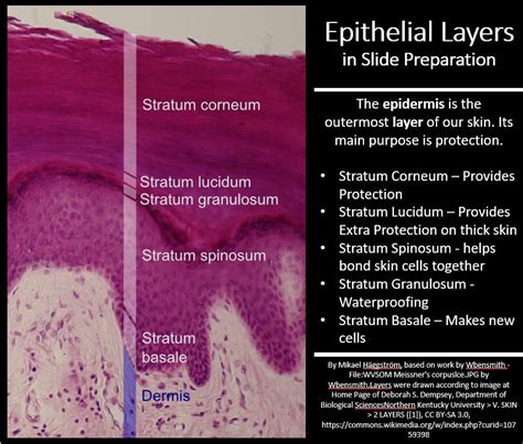 The Epidermis - SCIENTIST CINDY