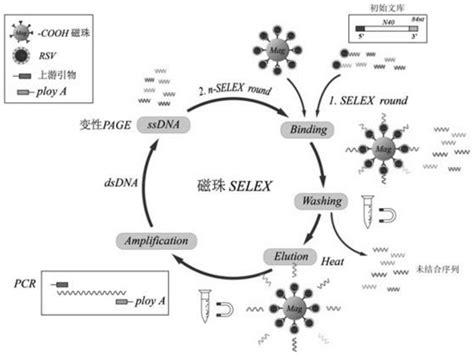 呼吸道合胞病毒核酸适配体及其应用