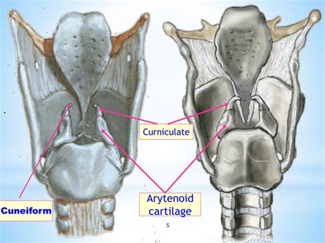 Ppt The Larynx Powerpoint Presentation Free Download Id5515541