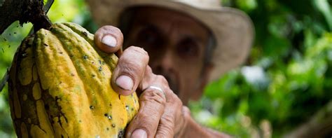 Accueil Plateforme Ivoirienne Pour Le Cacao Durable