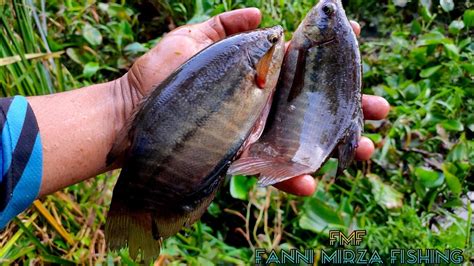 Siapa Bilang Susah Mancing Ikan Sepat Siam Cuman Dibikin Lobang Kecil