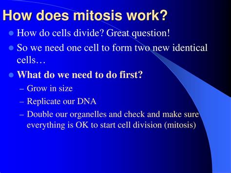 Mitosis Cell Division Ppt Download