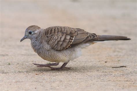 Zebra Dove – Birds of Singapore