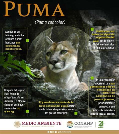 An Image Of A Mountain Lion With Information About It S Features In The