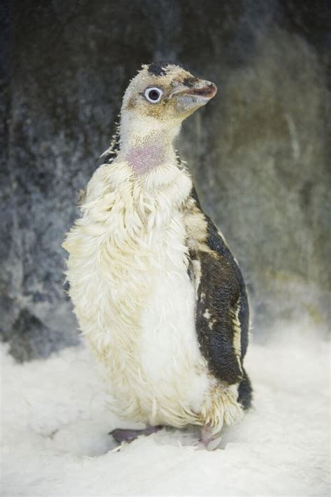 SeaWorld S Wetsuit Wearing Penguin Overcomes Feather Loss Disorder