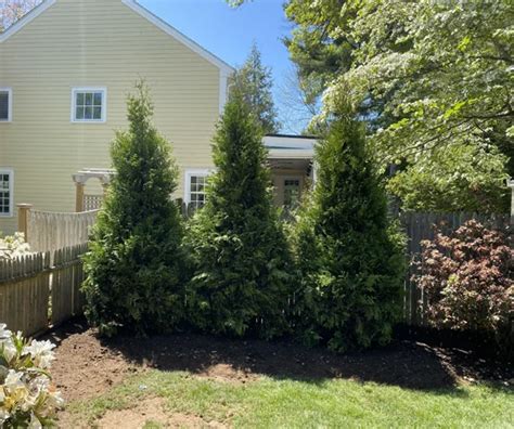 Expert Tree Planting In Concord Ma Arborists In Concord