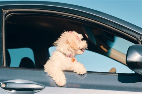 De Beste Manieren Om Je Puppy Te Laten Wennen Aan Autorijden