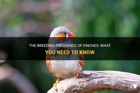 The Breeding Frequency Of Finches: What You Need To Know | PetShun