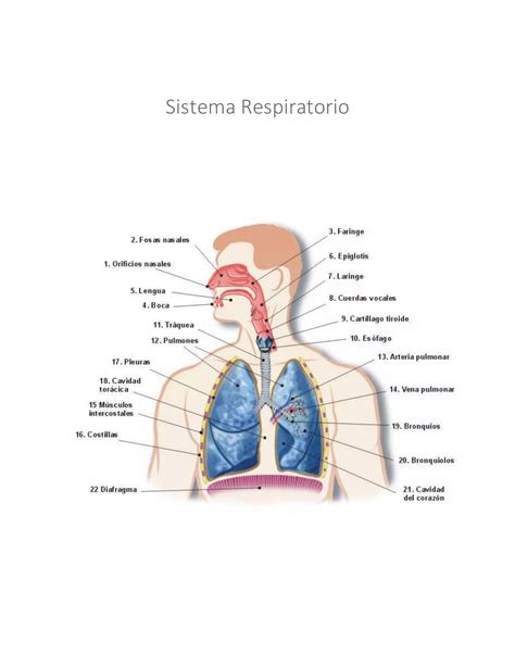 Sistema Cardiorrespiratorio Pdf