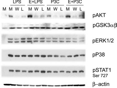 The Pi K Inhibitors Wortmannin W And Ly L Block Akt