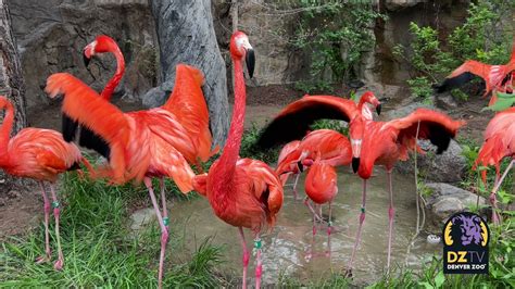 Denver Zoo on Twitter: "Good news for all our flamingo fans, their new habitat is slated to open ...