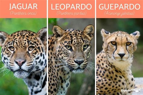 Diferencias Entre Leopardo Y Guepardo