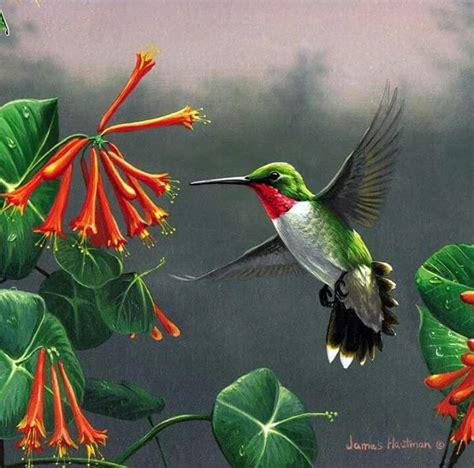 Pin By Gesica Castillo On Pajaritos Hummingbird Painting Birds