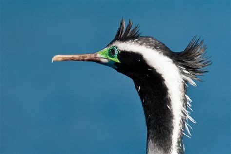 Spotted Shag Parekareka Stictocarbo Punctatus Spotted Sh Flickr