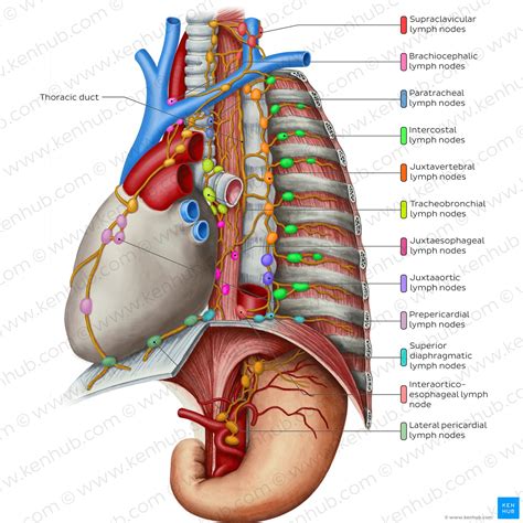 Lymph Nodes Of The Thorax And Abdomen Anatomy Kenhub The Best Porn