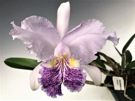 Cattleya Lueddemanniana Coerulea Select Sib Cross Orchidweb