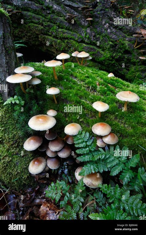 Sulphur Tuft Fungi Hypholoma Fasciculare Growing On Decaying Tree