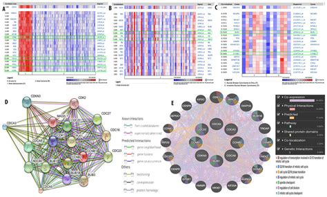 Co Expression Analysis Of CDCA3 CDCA5 And CDCA8 With Other Gene Such